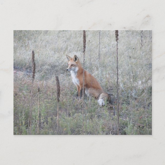 Carte Postale Renard sauvage (Devant)