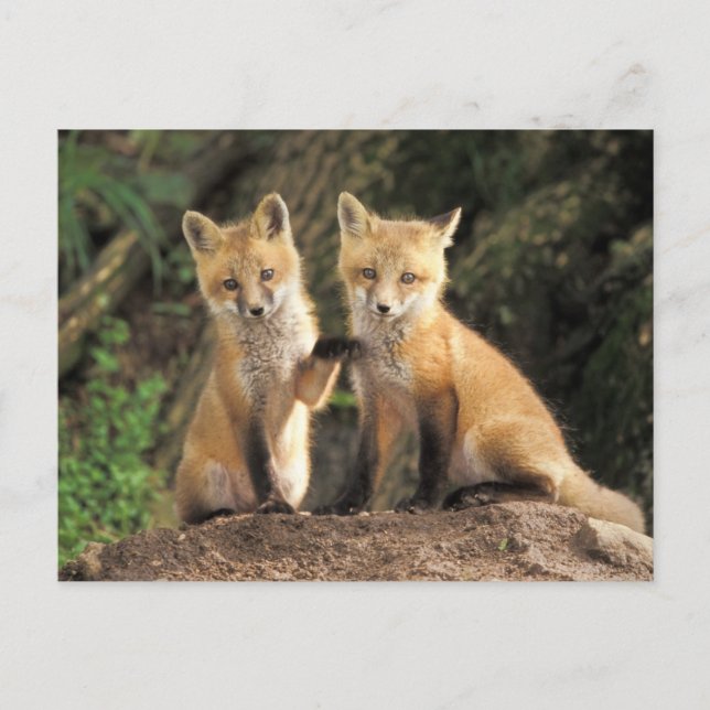 Carte Postale Renardeau devant terrier Vulpes vulpes) (Devant)