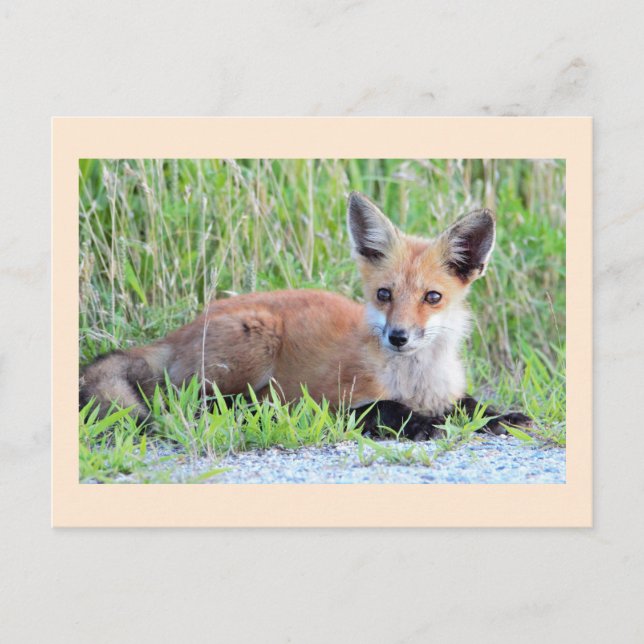 Carte Postale Renardeau roux (Devant)