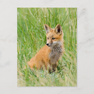 Carte Postale Renardeau roux dans l'herbe près de la tanière
