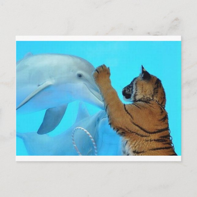 Carte Postale Rencontre dauphin-tigre (Devant)