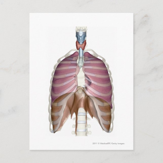 Carte Postale rendu 3d du système respiratoire (Devant)