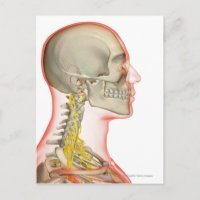 Rendu des nerfs du cou