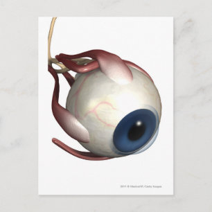 Carte Postale Rendu réaliste des muscles de l'oeil
