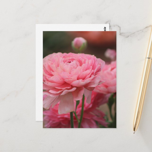 Carte Postale Renoncule rose paon en gros plan (Devant/Arrière en situation)