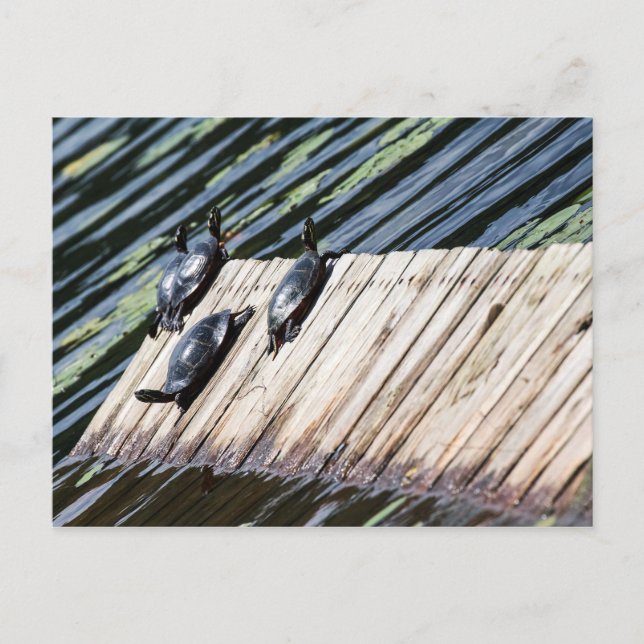 Carte Postale Repos de la tortue (Devant)