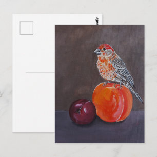 Carte Postale Repos de milieu de journée du pinson domestique Pe