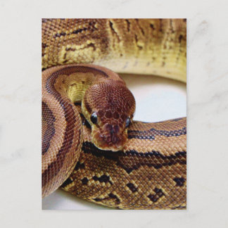 Carte Postale Repose Brown de Python Ball