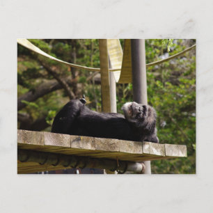 Carte Postale Repose de chimpanzé