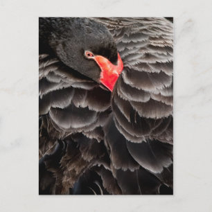 Carte Postale Repose de cygne noir