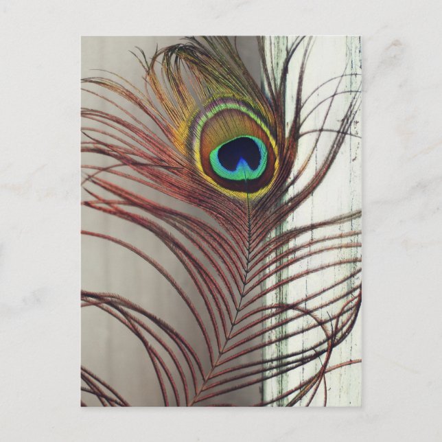 Carte Postale Repose de la plume de paon (Devant)