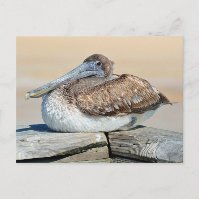 Carte Postale Repose de pélican Brown (Devant)