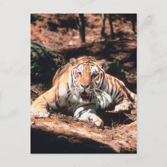 Carte Postale Repose de tigre (Devant)