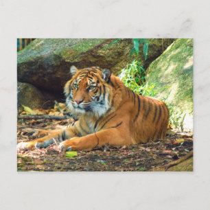 Carte Postale Repose de tigres par rochers