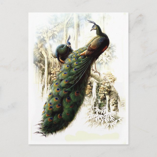 Carte Postale Repose des Peacocks (Devant)