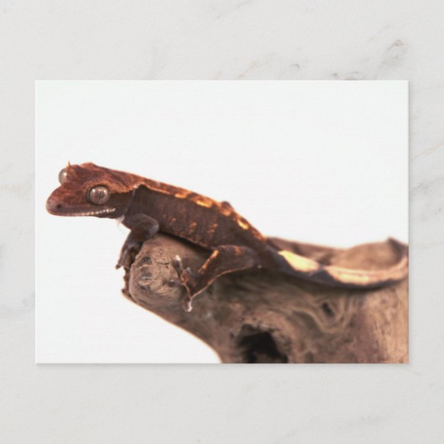 Carte Postale Repose du gecko en cage (Devant)