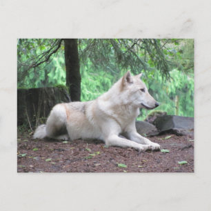 Carte Postale Repose du loup blanc