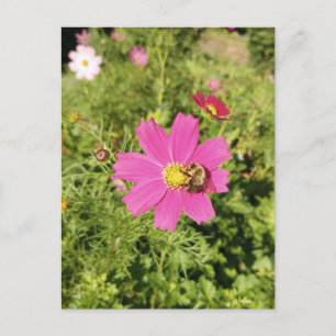 Carte postale représentant une fleur de cosmos ros