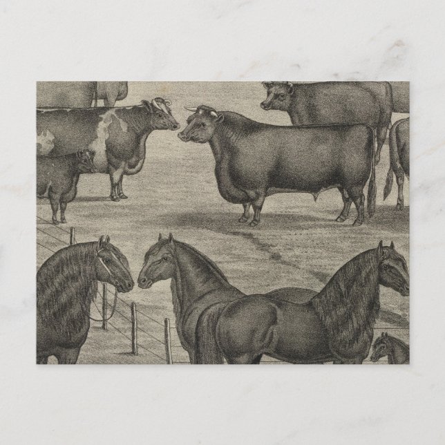 Carte Postale Représentants du Kansas (Devant)