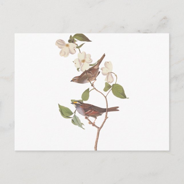 Carte Postale Reproduction d'Audubon de Bruant Throsé Blanc (Devant)