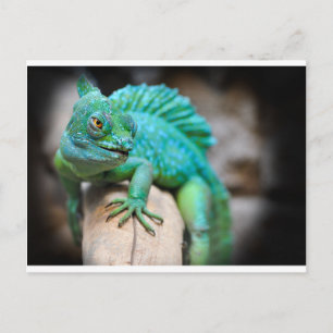Carte Postale reptile