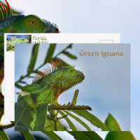 Reptile d'Iguana vert en pleine nature