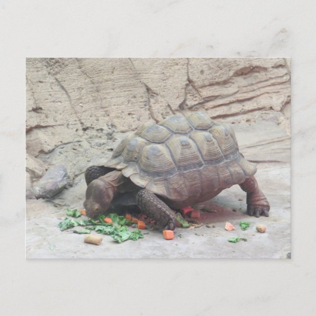 Carte Postale Reptile Tortoise (Devant)