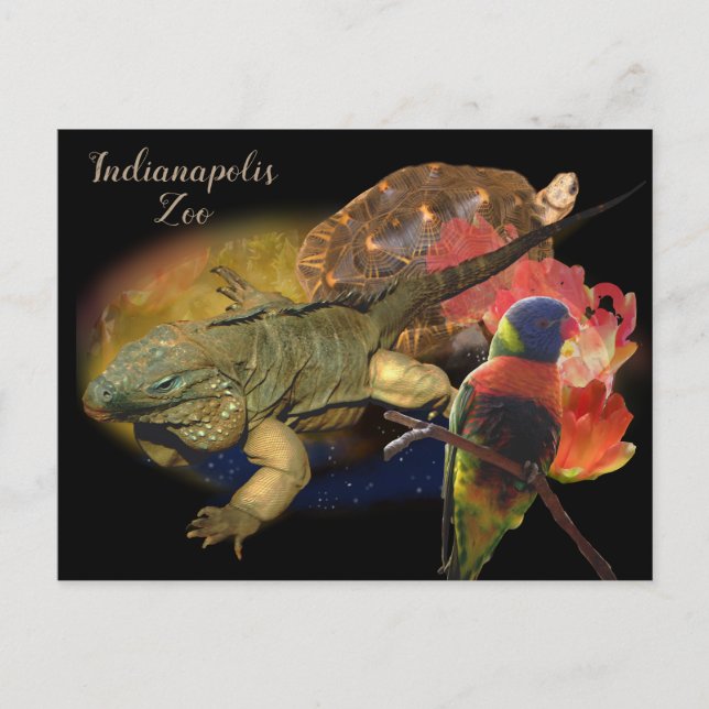 Carte Postale Reptiles et oiseaux du zoo d'Indianapolis (Devant)