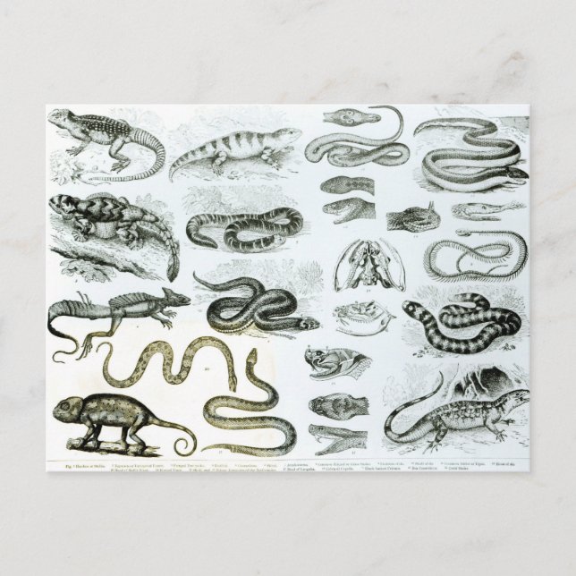 Carte Postale Reptiles, serpents et lézards (Devant)
