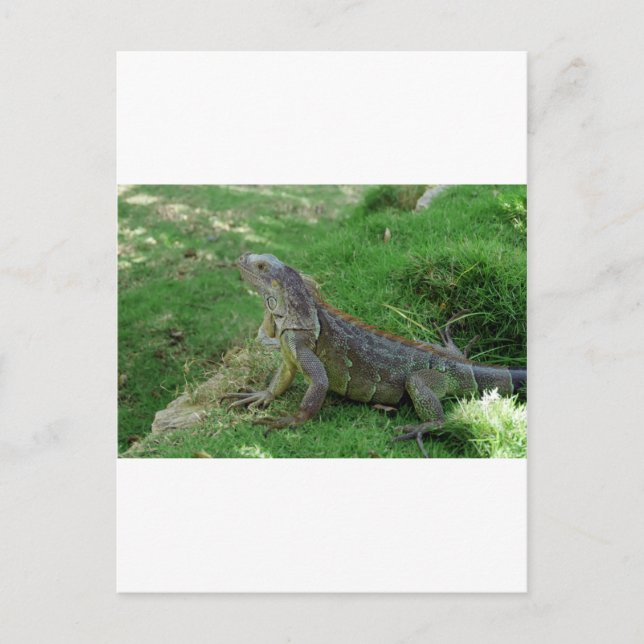 Carte Postale Reptilian Look.JPG (Devant)