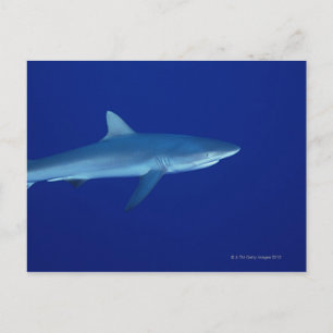 Carte Postale Requin