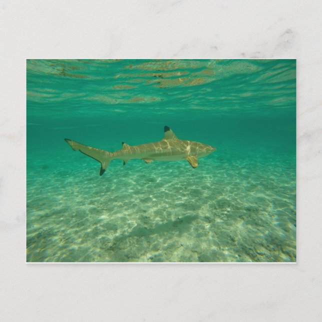 Carte Postale Requin à bora bora (Devant)