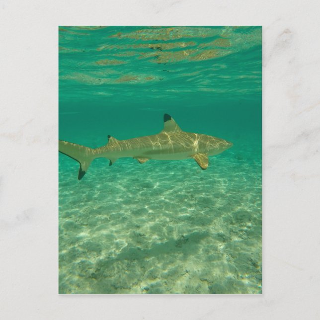 Carte Postale Requin à bora bora (Devant)