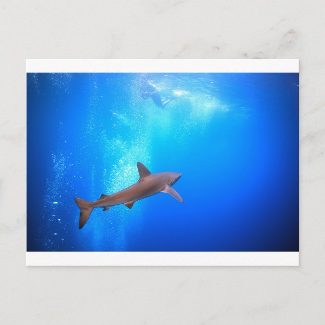 Carte Postale Requin à pointe noire nageant sous l'eau (Devant)