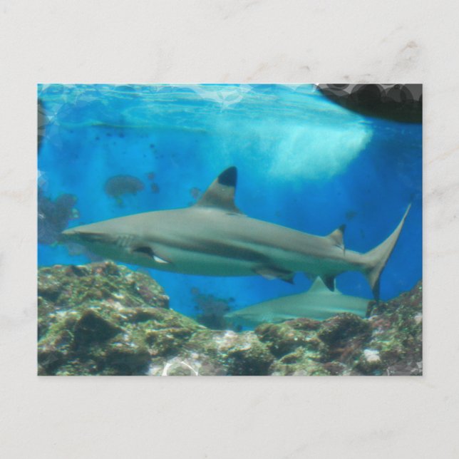 Carte postale Requin avec récif (Devant)