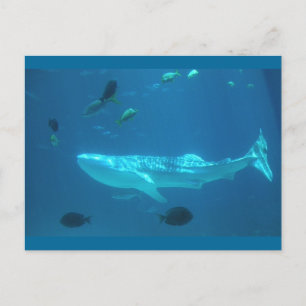 Carte Postale Requin baleine