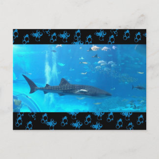 Carte Postale requin baleine