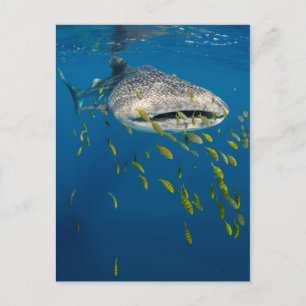 Carte Postale Requin baleine avec des poissons, Indonésie