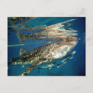 Carte Postale Requin baleine et rémora
