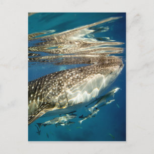 Carte Postale Requin baleine et rémora