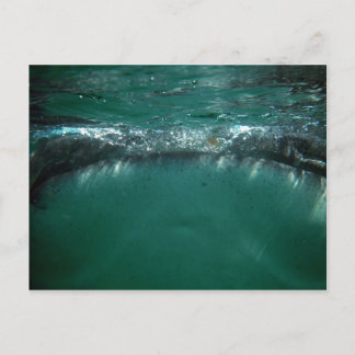 Carte Postale Requin baleine, Isla Holbox, Mexique