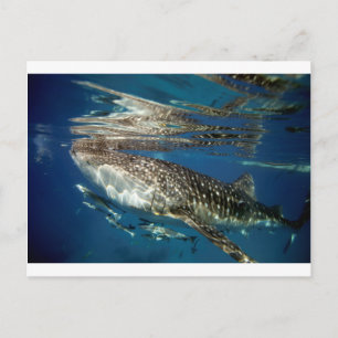Carte Postale requin baleine Oslob Philippines