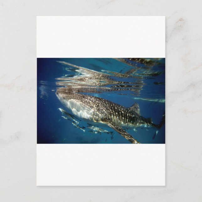 Carte Postale requin baleine Oslob Philippines (Devant)
