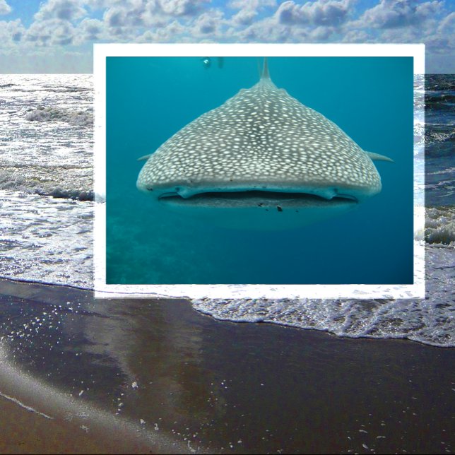 Carte Postale Requin baleine, Vue frontale, Visage (Créateur téléchargé)