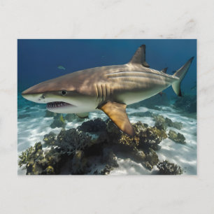 Carte Postale Requin bleu
