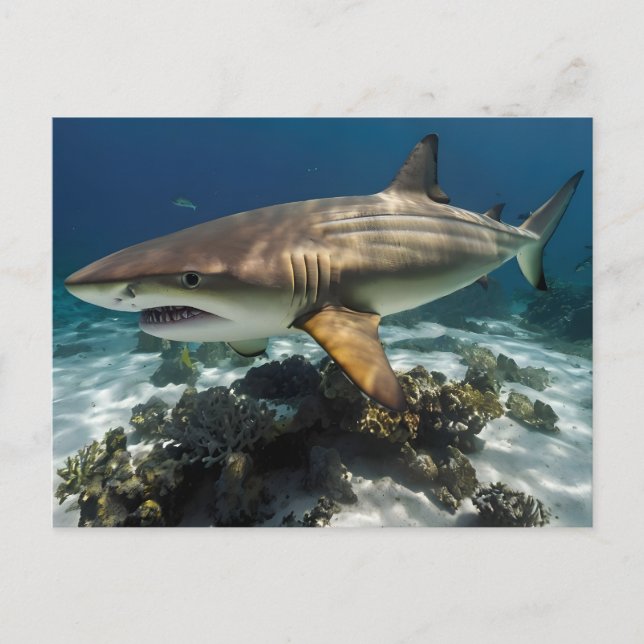 Carte Postale Requin bleu (Devant)