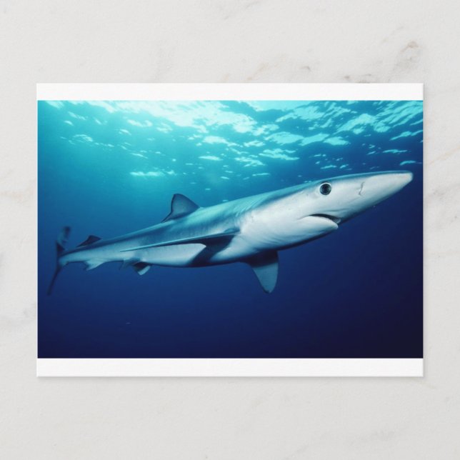 Carte Postale Requin bleu (Devant)