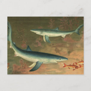Carte Postale Requin bleu vintage mangeant du poisson, Marine Li
