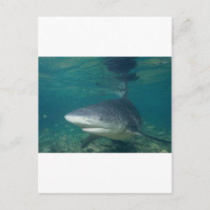 Carte Postale Requin bouledogue