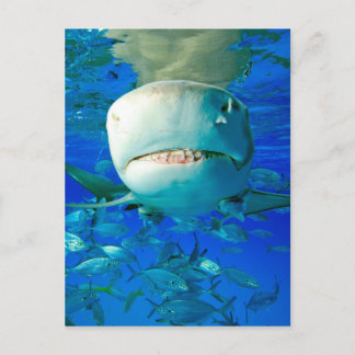 Carte Postale Requin citron
